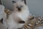 Cychna
